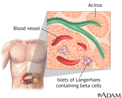 Islets of Langerhans