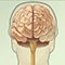 Stroke - Description, causes, risks and treatment