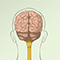 Idiopathic epilepsy and seizure