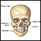 Skull anatomy