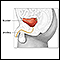 Male bladder anatomy